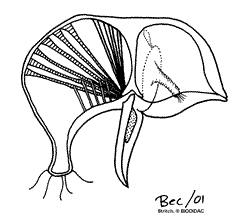 Avicularia Bugula